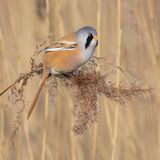 01 Bearded Reedling by Martin Davenport