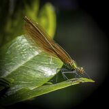01 Beautiful Demoiselle female by Jeremy Lee-Potter Second Club Section