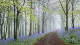 Bluebell Way by Tony Gill