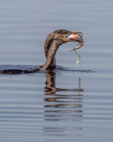 01 Cormorant with Fish & Eggs by Bob Davies