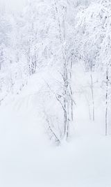 Finnish Forest by John Tilsley