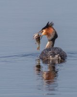 PAGB GB Nature Cup, 13 Feb 2016