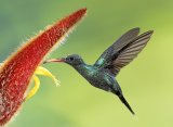 PAGB GB Nature Cup, 02 Feb 2017