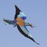 01 Roller with Prey by Tim Downton