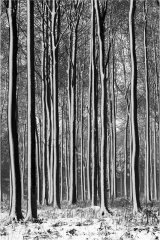 01 Sid Jones Trees after Snowstorm