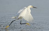 01 Snowy Egret Running on Water by David Cantrille