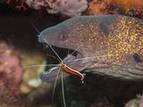 01 Spike Piddock Moray Eel and Shrimp