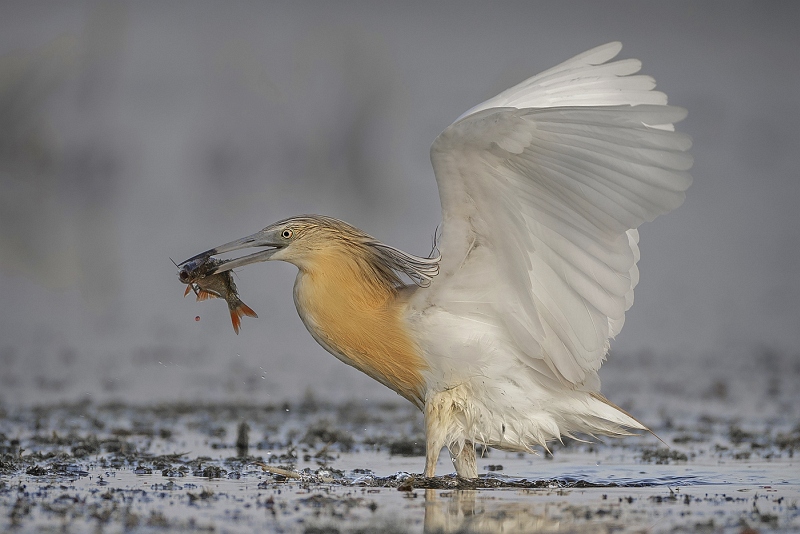 01 Squacco Heron with Fish by Tim Downton