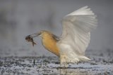 01 Squacco Heron with Fish by Tim Downton