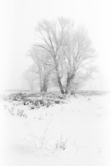 Stephen Lee - Ice Trees