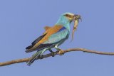 01 Susan Buckland European Roller with Lizard