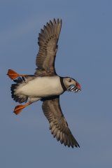 01 Tim Downton Puffin with Sand eels