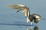 Tricolor Heron Shielding Light