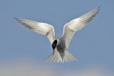 A Common Tern by Tim Downton