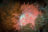 02 Bioluminescent Bulb Anemones by Spike Piddock