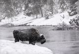 02 Bison in a Snowstorm by Jane Lee