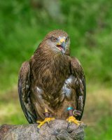 Black Kite on Falconer's Glove by Jeremy Lee-Potter