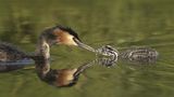 02 Great Crested Grebe feeding Young by Ivor Toms