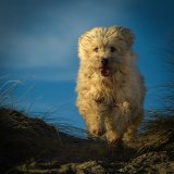02 Iain-Friend Wheaten-Terrier-No-1