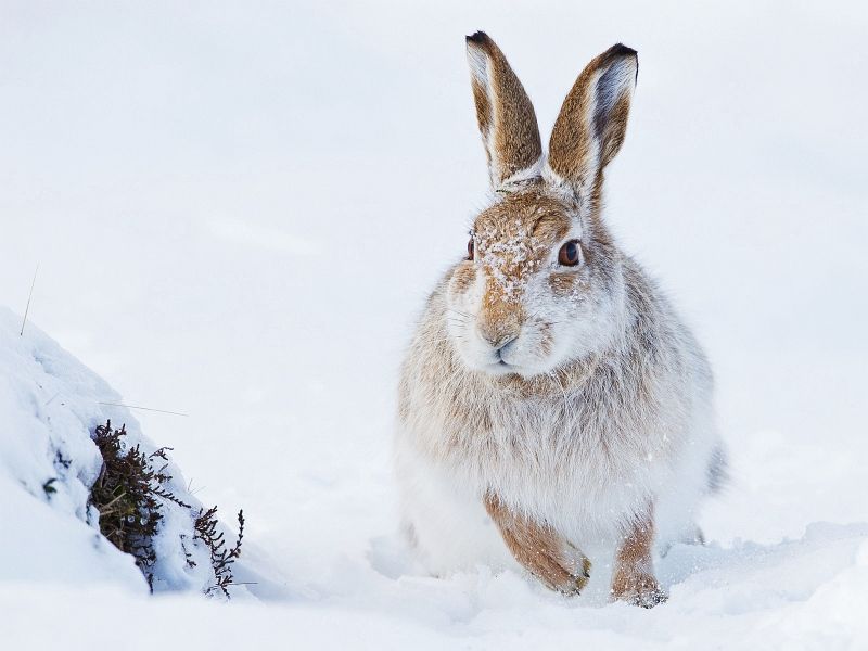 02 Iain Friend Mountain Hare Foraging