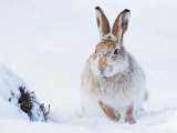 02 Iain Friend Mountain Hare Foraging