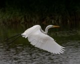 02 Jeremy Lee-Potter Great White Egret