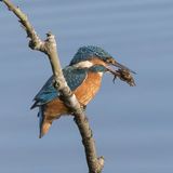 02 Kingfisher with Crab by Martin Davenport