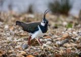 02 Lapwing by Ivor Toms