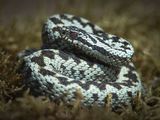 02 Male Adder by Iain Friend