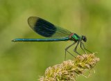 02 Male Banded Demoiselle by Malcolm Kitto