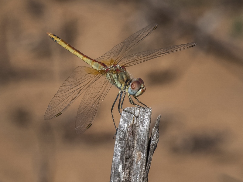 02 Red-veined Darter by Iain Cameron