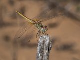 02 Red-veined Darter by Iain Cameron