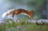02 Red Squirrel by Mary Cantrille