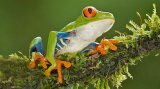 01 Red Eyed Leaf Frog by David Cantrille