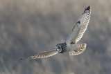 02 Short-Eared Owl by Tim Downton
