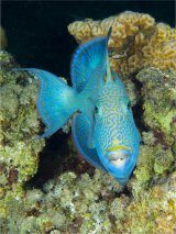 02 Spike Piddock Blue Trigger Fish