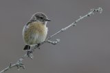 02 Stonechat by Tim Downton