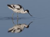 02 Tim Downton Avocet Reflection