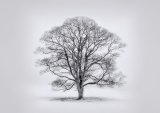 02 Tree in Winter by Tony Gill