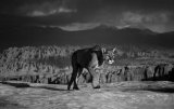 2018-19 Competition 3: Monochrome Digital