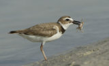 Wilson's Plover with crab #2