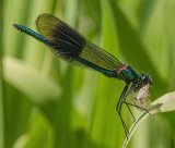 03 Banded Demoiselle with Prey by Malcolm Kitto
