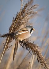 03 Bearded Reedling at Radipole by Frank Schweitzer