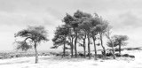 03 Buckland Grove by Jane Lee