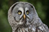 03 Great Grey Owl by Annette Beardsley