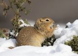 03 Ground Squirrel by Di Tilsley