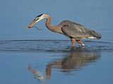 03 Heron with Catch by Mary Cantrille