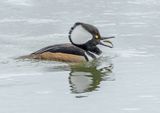 03 Hooded Merganser by Martin Davenport