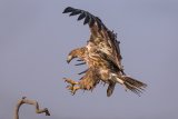 03 Juv Eagle Landing by Susan Buckland