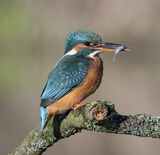 03 Kingfisher with Fish - Jenny Warr LRPS